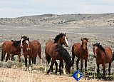 Before the stampede  - Gallery 7 Dogs Horses Cats Animals