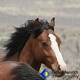 Observing - Gallery 7 Dogs Horses Cats Animals
