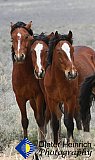 Together  - Gallery 7 Dogs Horses Cats Animals