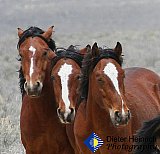 Wild Horse Huddle - Gallery 7 Dogs Horses Cats Animals