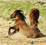 Sand bath feels so good - Gallery 7 Dogs Horses Cats Animals