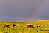 Rainbow at wild horse range - Gallery 7 Dogs Horses Cats Animals