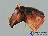 Wild Stallion - Gallery 7 Dogs Horses Cats Animals