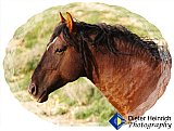 Wild Stallion - Gallery 7 Dogs Horses Cats Animals