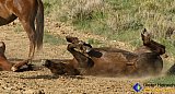 Sand bathing mare and colt - Gallery 7 Dogs Horses Cats Animals