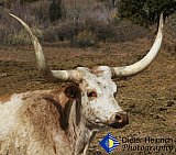 Kind Face of a Longhorn - Gallery 7 Dogs Horses Cats Animals