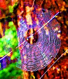 27 inch diameter spider's web in 800 year-old forest - Gallery 3.2  Landscapes