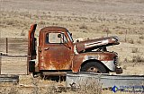 Two Old Coyote at Rest - Gallery 9 Unique