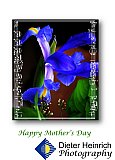 Iris Majesty on Mothers Day - Gallery 11 Holidays & Special Days