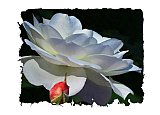 Possibilities
 - Share the Moment ... Greeting Cards