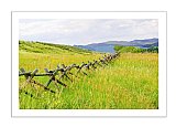 western Fence Meadow - Share the Moment ... Greeting Cards