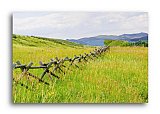 Western Fence Meadow - Friendship ... Greeting Cards