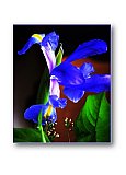 Iris Majesty - Friendship ... Greeting Cards
