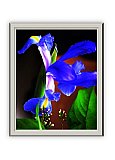 Iris Majesty - Share the Moment ... Greeting Cards