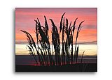 Tall grass in the early Colorado morning sky - Share the Moment ... Greeting Cards