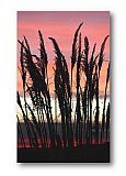 Tall grass in the early Colorado morning sky - Friendship ... Greeting Cards