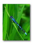 Blue on Green - Share the Moment ... Greeting Cards