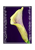 Lily of my Spirit - Love and Art ... Greeting Cards