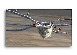 Winter Nest - Friendship ... Greeting Cards