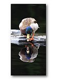Talk to the Duck - Share the Moment ... Greeting Cards