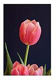Softness of Spring - Share the Moment ... Greeting Cards