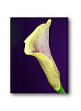 Lily of my Friendship - Friendship ... Greeting Cards