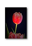 The Softness of Love - Friendship ... Greeting Cards