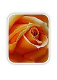 Passion - Friendship ... Greeting Cards