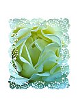 Delicate Friendship - Healthy Wealthy & Wise ... Greeting Cards