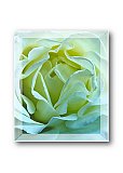 Delicate Friendship - Share the Moment ... Greeting Cards