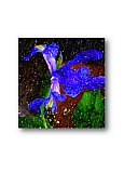 Iris Majesty - Love and Art ... Greeting Cards