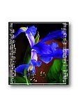 Iris Majesty - Healthy Wealthy & Wise ... Greeting Cards