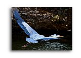 Blue Heron River Flight - Healthy Wealthy & Wise ... Greeting Cards