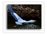 Blue Heron River Flight - Share the Moment ... Greeting Cards