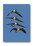 Flying Four-some Geese - Share the Moment ... Greeting Cards