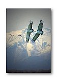 Cranes over the Rockies - Friendship ... Greeting Cards