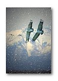 Cranes over the Rockies - Healthy Wealthy & Wise ... Greeting Cards