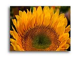 Sunflower at Sunrise - Share the Moment ... Greeting Cards
