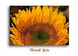 Sunflower at Sunrise  - Thank You ... Greeting Cards