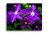 Clematis Supreme - Share the Moment ... Greeting Cards