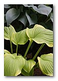 Leaves of Strength - Share the Moment ... Greeting Cards