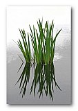 Calm Strength - Friendship ... Greeting Cards