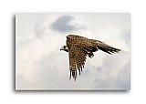 Falcon Hunt - Share the Moment ... Greeting Cards