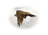 Falcon Hunt - Friendship ... Greeting Cards