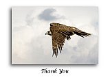 Falcon Hunt - Thank You ... Greeting Cards