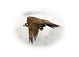 Falcon Hunt - Happy Days ... Greeting Cards