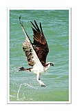 Gulf Osprey Hunt - Share the Moment ... Greeting Cards