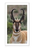 Antelope Strong - Share the Moment ... Greeting Cards