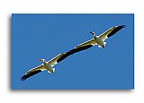 Touching Wings - Friendship ... Greeting Cards