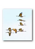 Freedom Flight - Healthy Wealthy & Wise ... Greeting Cards